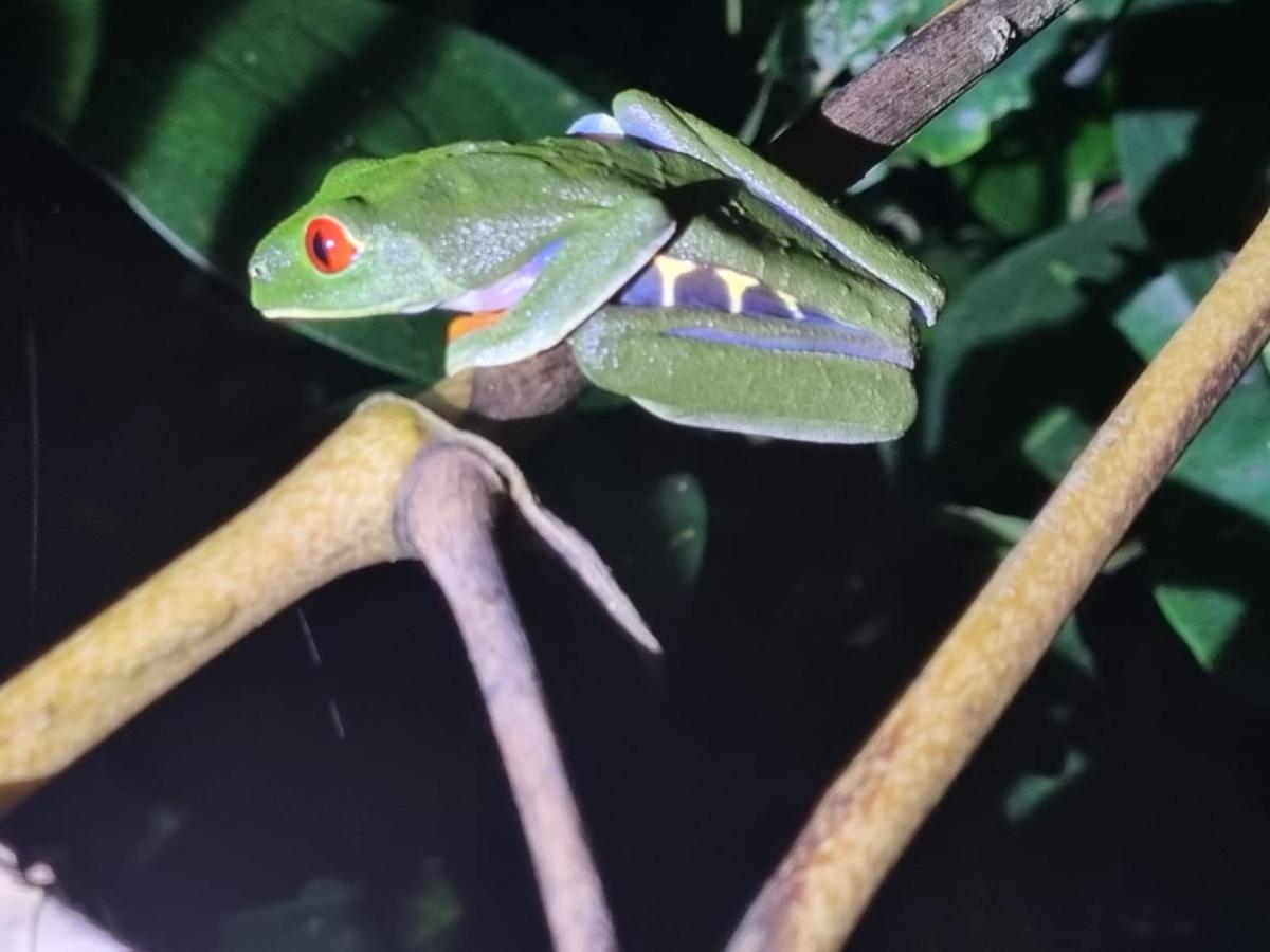 Micheck Beach House Tortuguero Dış mekan fotoğraf