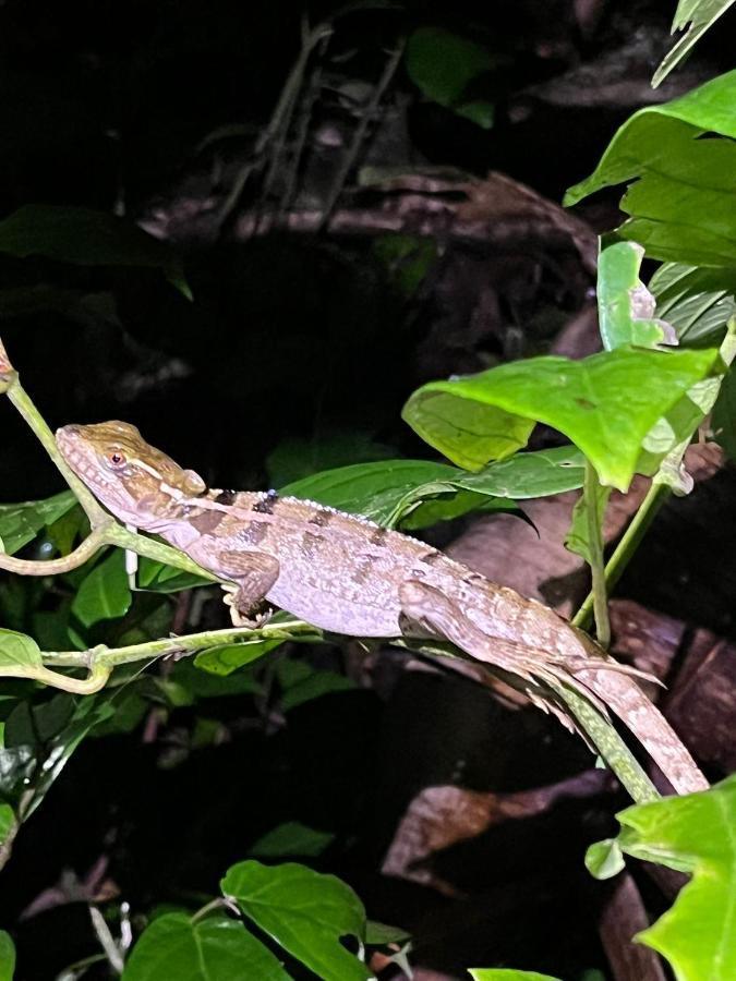 Micheck Beach House Tortuguero Dış mekan fotoğraf