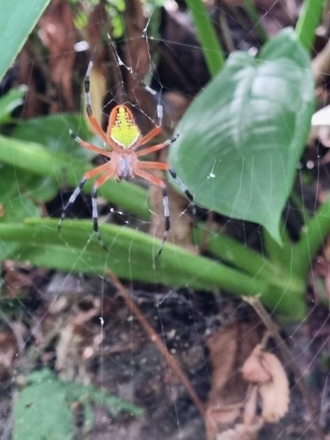 Micheck Beach House Tortuguero Dış mekan fotoğraf